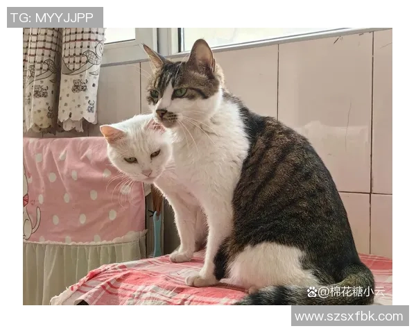 猫咪的优雅与灵动犹如梅西在球场上的精彩表现